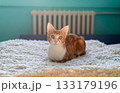 Adorable ginger kitten resting on a soft blanket in a bedroom 133179196
