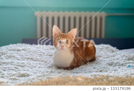 Adorable ginger kitten resting on a soft blanket in a bedroom 133179196
