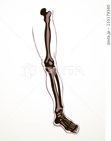 Vector drawing. Bones of the leg 133179380