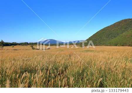 【大分県】長者原園地のタデ原湿原のススキ 133179443