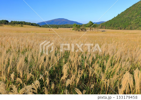 【大分県】長者原園地のタデ原湿原のススキ 【大分県】長者原園地のタデ原湿原のススキ 133179458