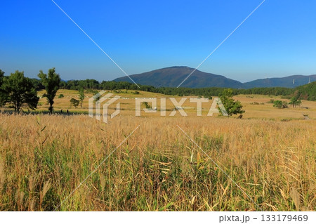 【大分県】長者原園地のタデ原湿原のススキ 133179469