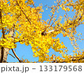 秋の風景 青空を背景に黄葉して黄金色に輝くイチョウの葉のクローズアップ 133179568