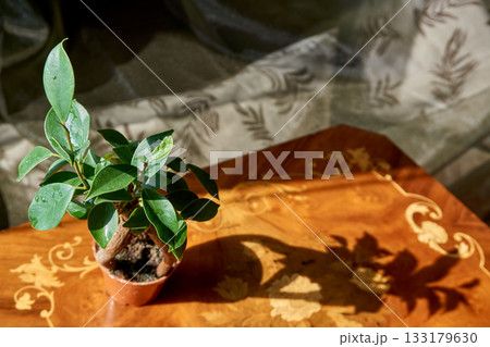 Beautiful bonsai tree in near plan 133179630