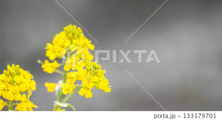 Bright yellow wildflowers blooming against a soft blurred background 133179701