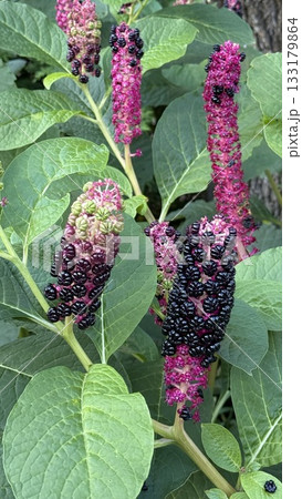 Clusters of ripening pokeweed berries on vibrant green leaves in a natural setting Clusters of ripening pokeweed berries on vibrant green leaves in a natural setting 133179864