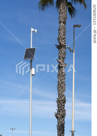Traffic Surveillance Mast with Cameras and a Palm Tree in Urban Street Traffic Surveillance Mast with Cameras and a Palm Tree in Urban Street 133180620