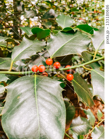 Vibrant red berries on lush green holly leaves in a natural outdoor setting Vibrant red berries on lush green holly leaves in a natural outdoor setting 133180686