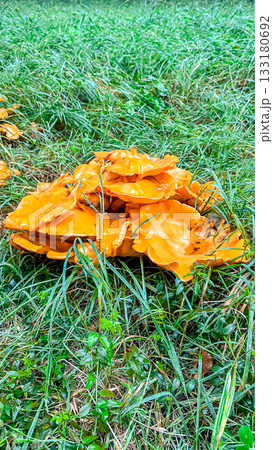 Vibrant orange mushrooms clustered together on lush green grass, showcasing natural beauty and intricate textures in a serene outdoor environment Vibrant orange mushrooms clustered together on lush green grass, showcasing natural beauty and intricate textures in a serene outdoor environment 133180692