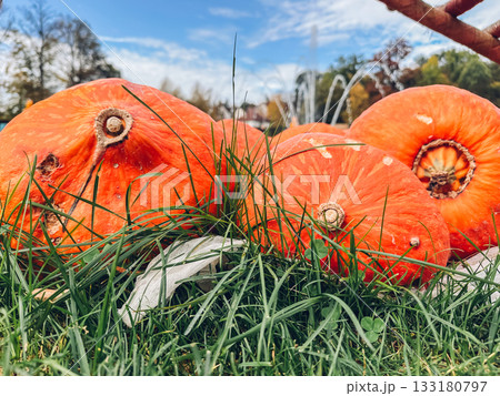 Bunch of orange pumpkins are sitting on the grass 133180797