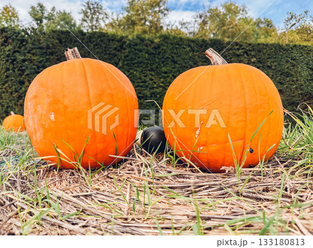 Two large orange pumpkins are sitting on the ground next to each other Two large orange pumpkins are sitting on the ground next to each other 133180813