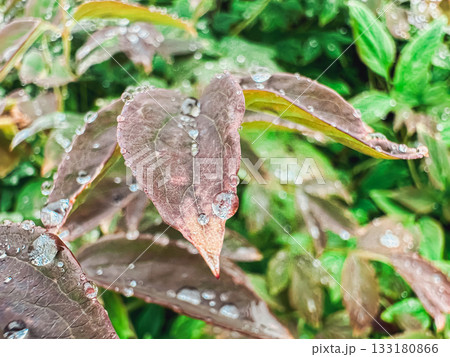 Close-up of leaves with water droplets showcasing nature's beauty and vibrant colors 133180866