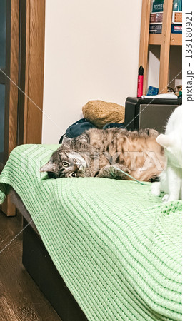 Domestic cat lounging on a green blanket in a cozy living room environment with soft lighting Domestic cat lounging on a green blanket in a cozy living room environment with soft lighting 133180921