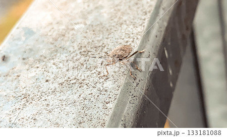 Close-up of a small insect resting on a weathered surface, showcasing intricate details and textures in a natural outdoor environment Close-up of a small insect resting on a weathered surface, showcasing intricate details and textures in a natural outdoor environment 133181088