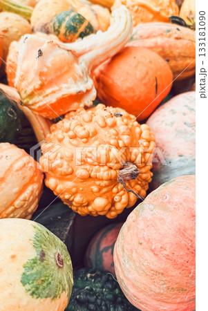Colorful assortment of decorative gourds and pumpkins showcasing unique shapes and textures Colorful assortment of decorative gourds and pumpkins showcasing unique shapes and textures 133181090