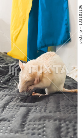 Small white rat is grooming itself on a textured black surface, with colorful fabric draped in the background, showcasing its playful nature 133181106