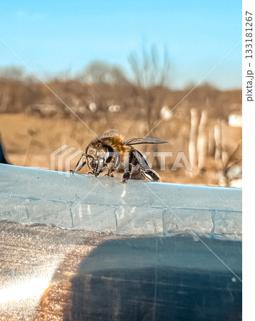 Close-up of a bee perched on a transparent surface with a blurred natural background Close-up of a bee perched on a transparent surface with a blurred natural background 133181267