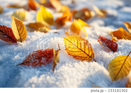 Colorful autumn leaves scattered on fresh snow creating a beautiful seasonal landscape 133181302