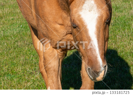 Detail of a brown horse grazing on pasture 133181725
