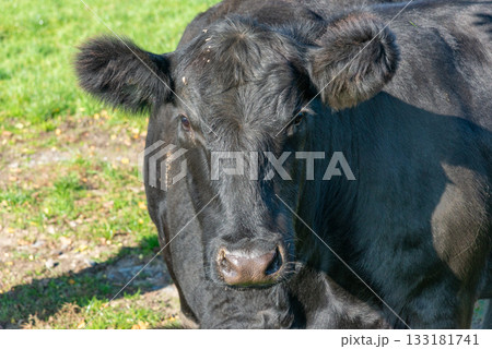 Potrait of black cow on pasture 133181741