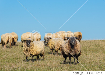 Herd of sheep grazing on pasture 133181754