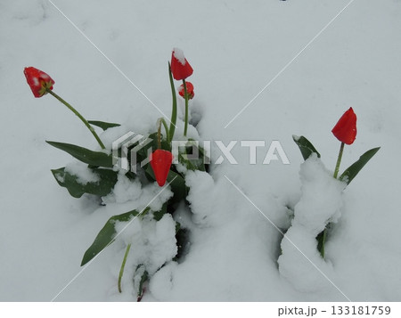Pink tulip buds under a layer of freshly fallen snow at the junction of winter and spring, natural contrasts of fresh spring flowers and a cold snow storm, the off-season with the first garden flowers 133181759