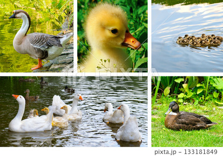 Ducks, Geese, and Goslings Family Gathering on a Pond Collage Ducks, Geese, and Goslings Family Gathering on a Pond Collage 133181849