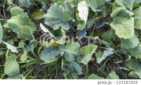 Young turnip leaves growing in a farm field, top view. Concept: agriculture, farming, harvest Young turnip leaves growing in a farm field, top view. Concept: agriculture, farming, harvest 133181928