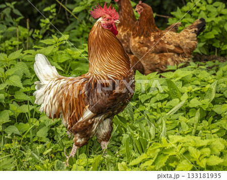 Vibrant Red Rooster Standing in Lush Green Garden With Bright Tail Feathers Vibrant Red Rooster Standing in Lush Green Garden With Bright Tail Feathers 133181935