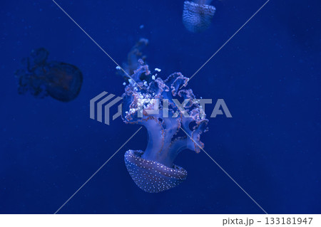 Group of Phyllorhiza punctata or Australian spotted jellyfish swim in deep blue water of aquarium Group of Phyllorhiza punctata or Australian spotted jellyfish swim in deep blue water of aquarium 133181947