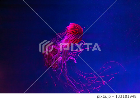 Japanese sea nettle, chrysaora pacifica jellyfish swim in blue water with pink light of aquarium Japanese sea nettle, chrysaora pacifica jellyfish swim in blue water with pink light of aquarium 133181949