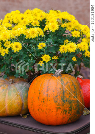 Bright orange pumpkin and bouquet of yellow chrysanthemum flowers in autumn garden setting 133181984