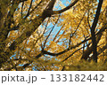 大きなイチョウの木を下から見上げる 133182442