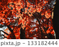 コントラストが印象的な夕日に照らされる真っ赤な紅葉 133182444