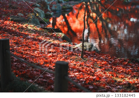 庭園の秋の紅葉の落ち葉 133182445