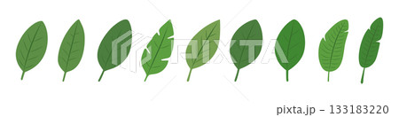Set of tropical leaves. Botanical foliage collection in green tones 133183220