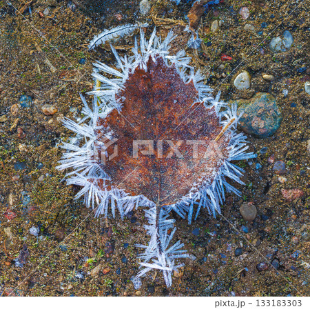 Brown leaf covered in frosty ice crystals Brown leaf covered in frosty ice crystals 133183303