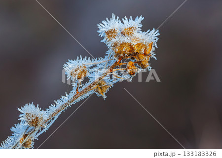 Plant covered in frosty ice crystals. Winter close-up background Plant covered in frosty ice crystals. Winter close-up background 133183326