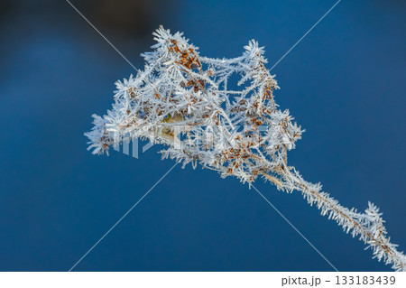 Plant covered in frosty ice crystals. Winter close-up background 133183439