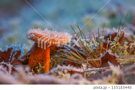 Frosted Mushroom in a Snowy Meadow, cold winter morning background 133183440