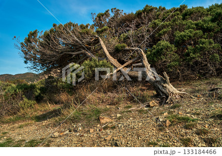 pine tree bent by hurricane-force winds on a high cliff, a warm sunny day, idea of forest bathing and walks in mountain forests for relaxation and health restoration pine tree bent by hurricane-force winds on a high cliff, a warm sunny day, idea of forest bathing and walks in mountain forests for relaxation and health restoration 133184466