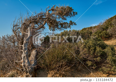An old tree bent by strong winds on the sea, an autumn view of the coast in the mountains by the Mediterranean, a natural landscape and forest walks for health restoration 133184472