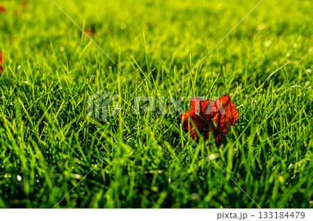 A red maple leaf on bright young grass, the beginning of autumn and the vibrant leaf-fall season, copy space about autumn and protection from colds 133184479