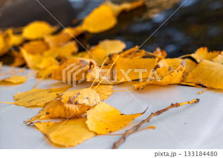 Yellow autumn leaves on the hood of a car, close-up of the leaves, an idea for a background or screensaver about autumn and the changing seasons 133184480
