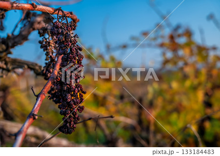 A close-up of a bunch of dried grapes on the vine, a copy space overlooking the rows of an old vineyard, late autumn in an abandoned vineyard 133184483