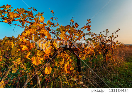 Yellow vine leaves in an old vineyard against a bright blue autumn sky, a background idea for the autumn season 133184484