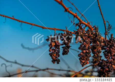 Bunches of frozen and dried-up diseased grapes against a bright blue autumn sky, old vineyards, a copy space about winemaking and vineyard care 133184485