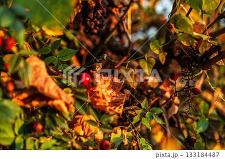 Rose hips and rose hips intertwined with grape vines, a vibrant autumn palette for a background or screensaver 133184487