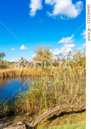 Vertical poster of a lake surrounded by dry reeds, autumn in a natural park, Eurasian coot birds swimming in calm water, autumn landscape Vertical poster of a lake surrounded by dry reeds, autumn in a natural park, Eurasian coot birds swimming in calm water, autumn landscape 133184495
