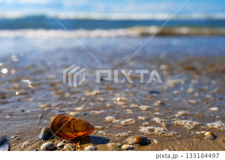 Cracked mussel shells on a sandy beach after a storm against the backdrop of the surf, selective focus on the power of nature and the energy of life, a seaside vacation in autumn 133184497